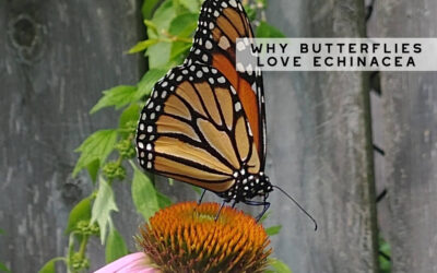 Butterflies LOVE Echinacea!
