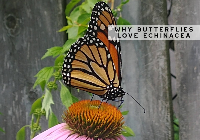 Butterflies LOVE Echinacea!