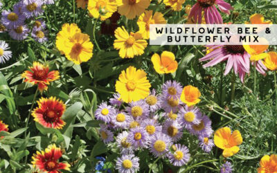 Wildflower Bee & Butterfly Seed Mix