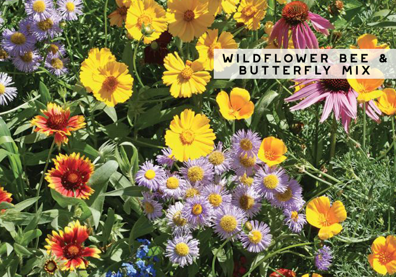 Wildflower Bee & Butterfly Seed Mix